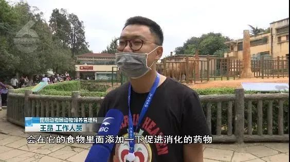 大象|太过分！动物园大象吞下了塑料袋！是游客故意投喂