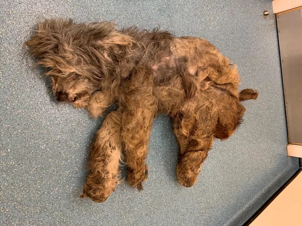 狗|狗狗毛发缠绕排不出尿液和粪便 主人被判5年不许养狗