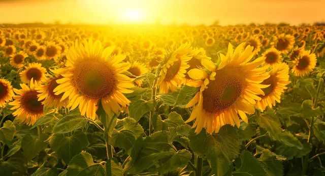 人文|关于生活，可能有用的40条建议