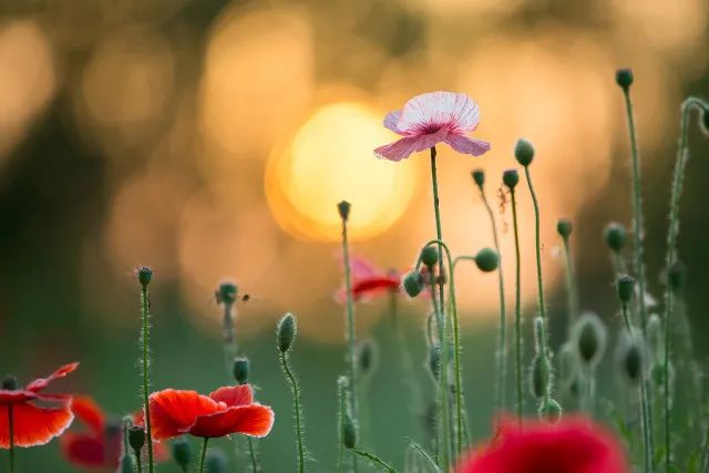 人文|关于生活，可能有用的40条建议