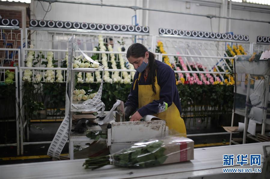 哥伦比亚|哥伦比亚鲜花在中国市场绽放