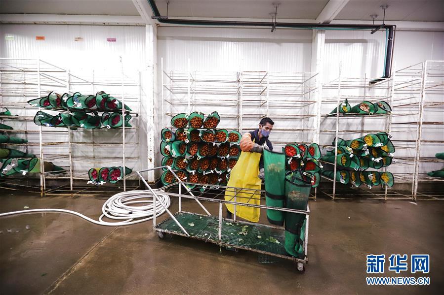 哥伦比亚|哥伦比亚鲜花在中国市场绽放