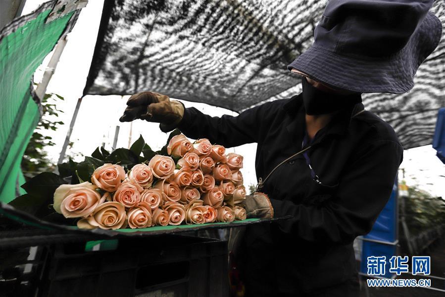 哥伦比亚|哥伦比亚鲜花在中国市场绽放