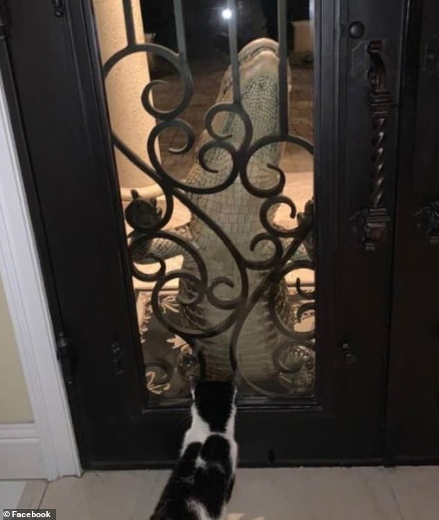 鳄鱼|鳄鱼趴在门玻璃上 小猫淡定与其对峙