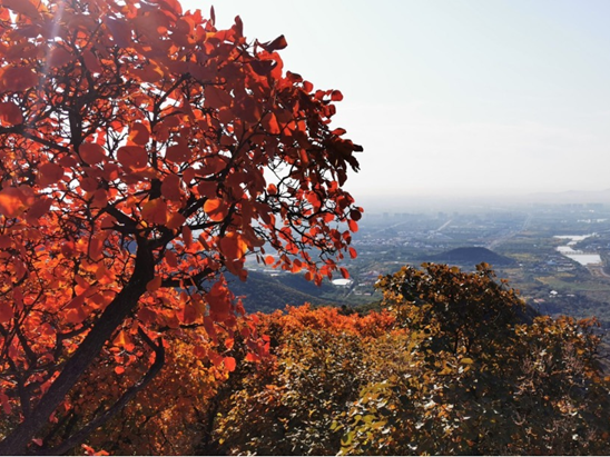 香山|美丽北京·秋|10条最值得打卡的北京赏红叶线路！