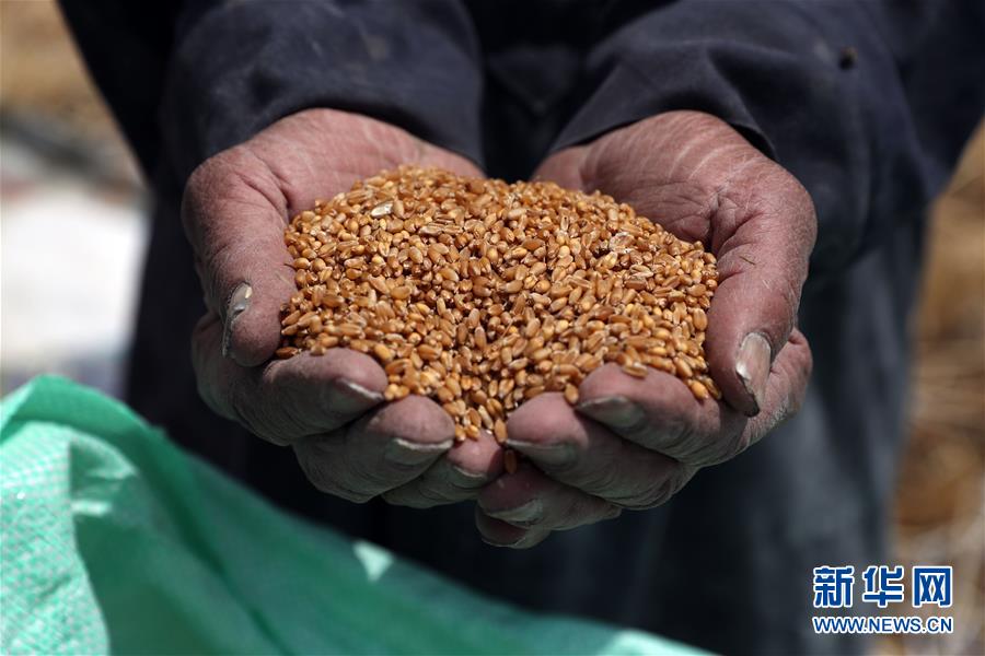 世界粮食日|世界粮食日：维护全球粮食安全 世界各国休戚与共
