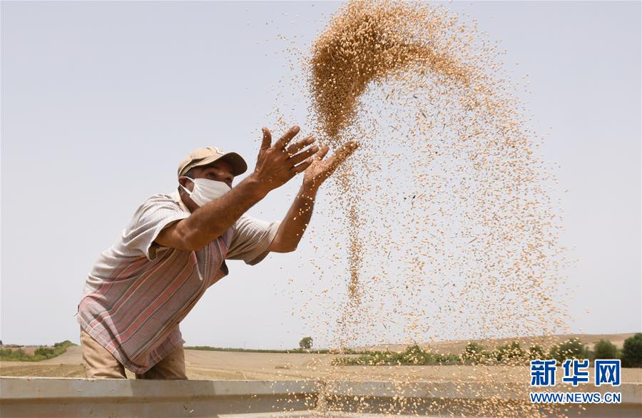 世界粮食日|世界粮食日：维护全球粮食安全 世界各国休戚与共