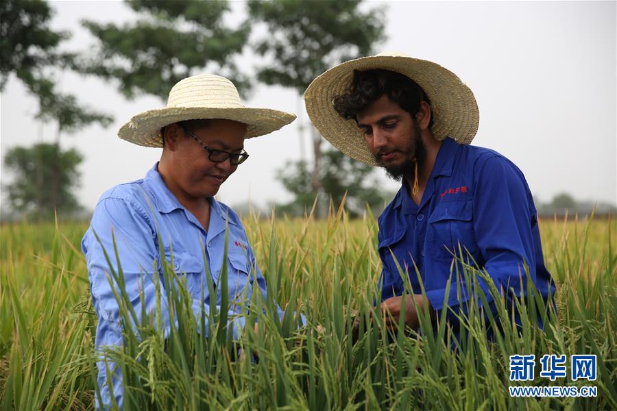 世界粮食日|世界粮食日：维护全球粮食安全 世界各国休戚与共