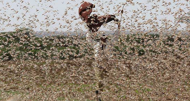 蝗虫|联合国粮农组织警告非洲之角新一轮沙漠蝗虫来袭