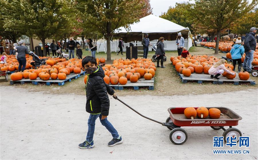 南瓜|美国伊利诺伊州举办小镇南瓜节