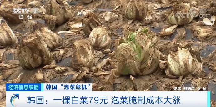 推荐|白菜变“金菜”！韩国大妈吐槽白菜比中国贵10倍，连呼“想住在中国”