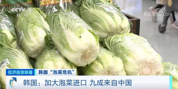 推荐|白菜变“金菜”！韩国大妈吐槽白菜比中国贵10倍，连呼“想住在中国”