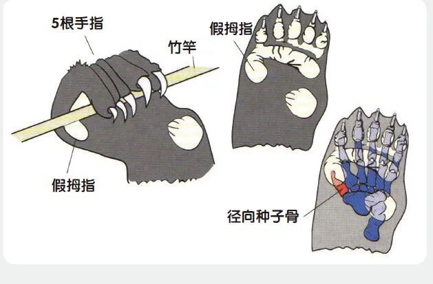 乌龟|龟壳是怎么进化来的？