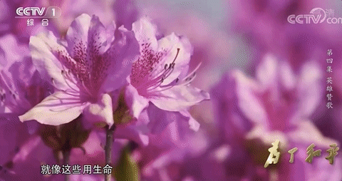 军事历史|那一年，他们正年轻……