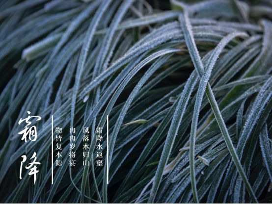 霜降|今日霜降 | 人生何处不风霜 从容穿越春秋