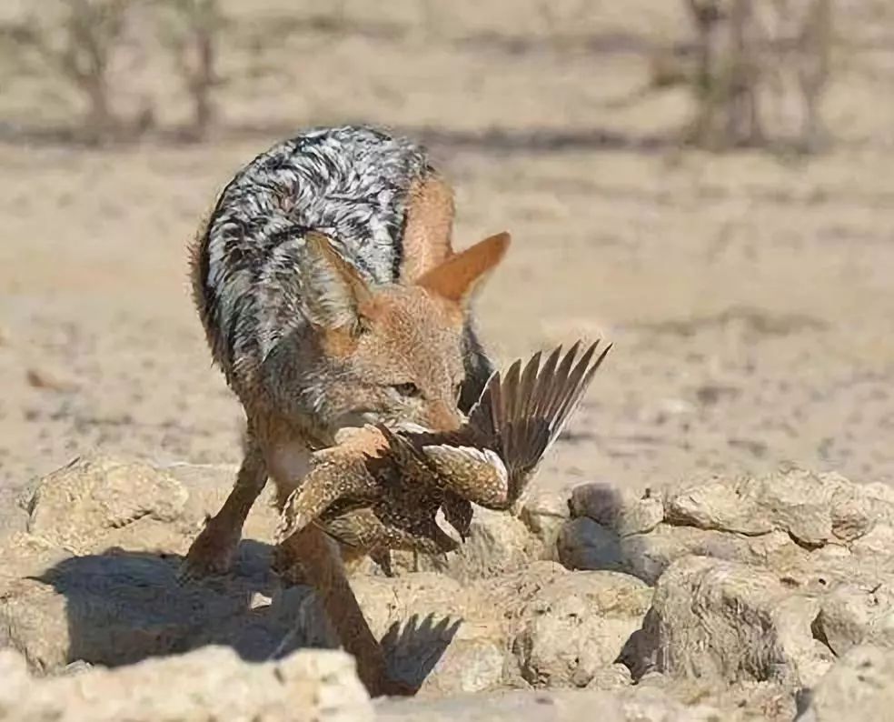 霜降|今日霜降 | 人生何处不风霜 从容穿越春秋