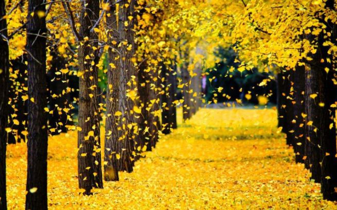 霜降|今日霜降 | 人生何处不风霜 从容穿越春秋