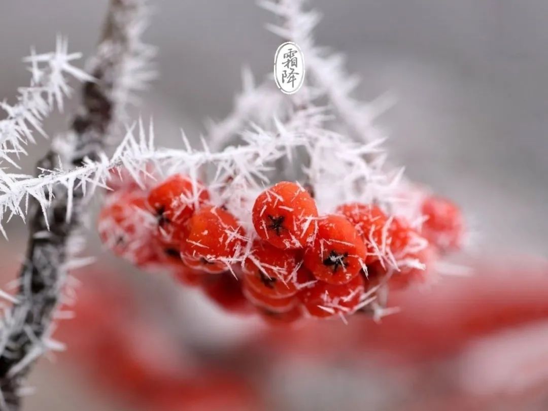 霜降|今日霜降 | 人生何处不风霜 从容穿越春秋