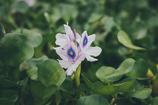 小龙虾|中国如何治服“入侵者”？