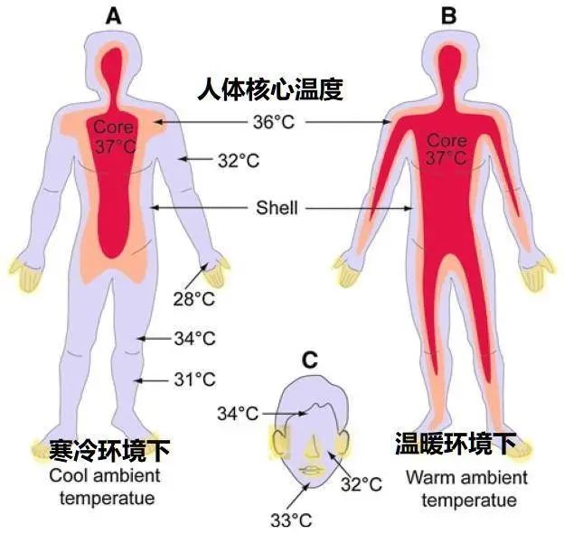 体温调节模式图图片