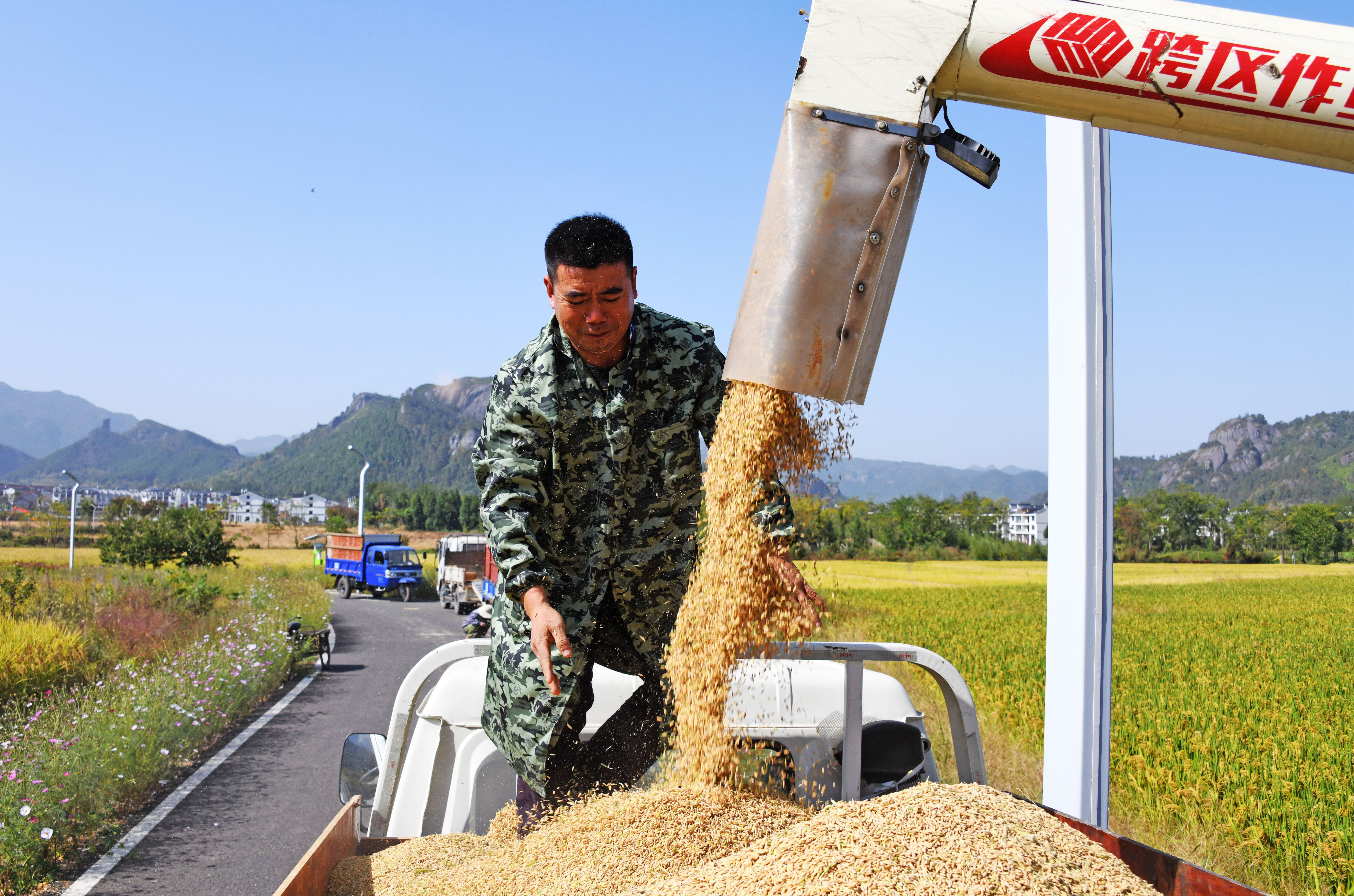 农民|晚稻收割忙