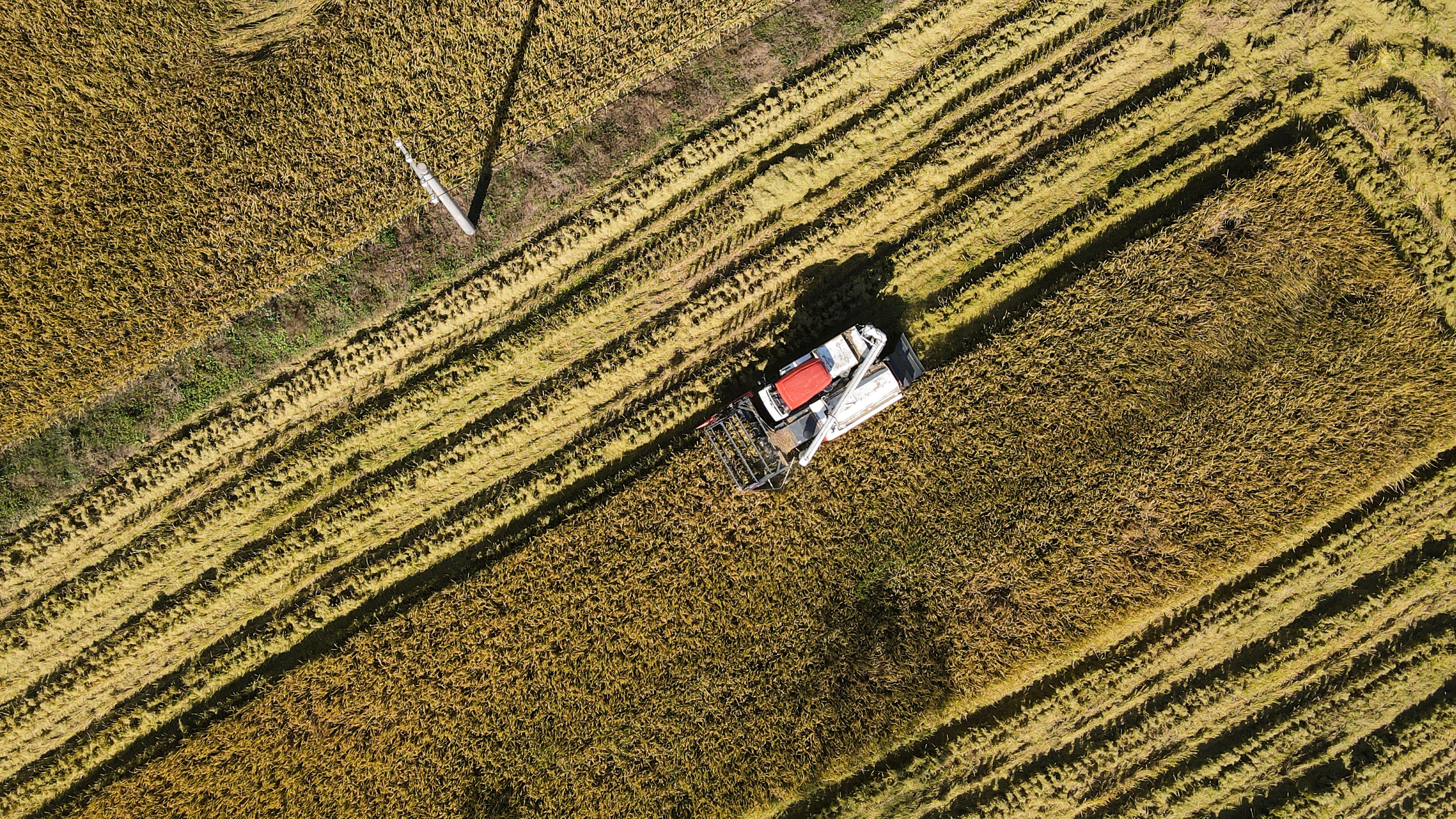 农民|晚稻收割忙