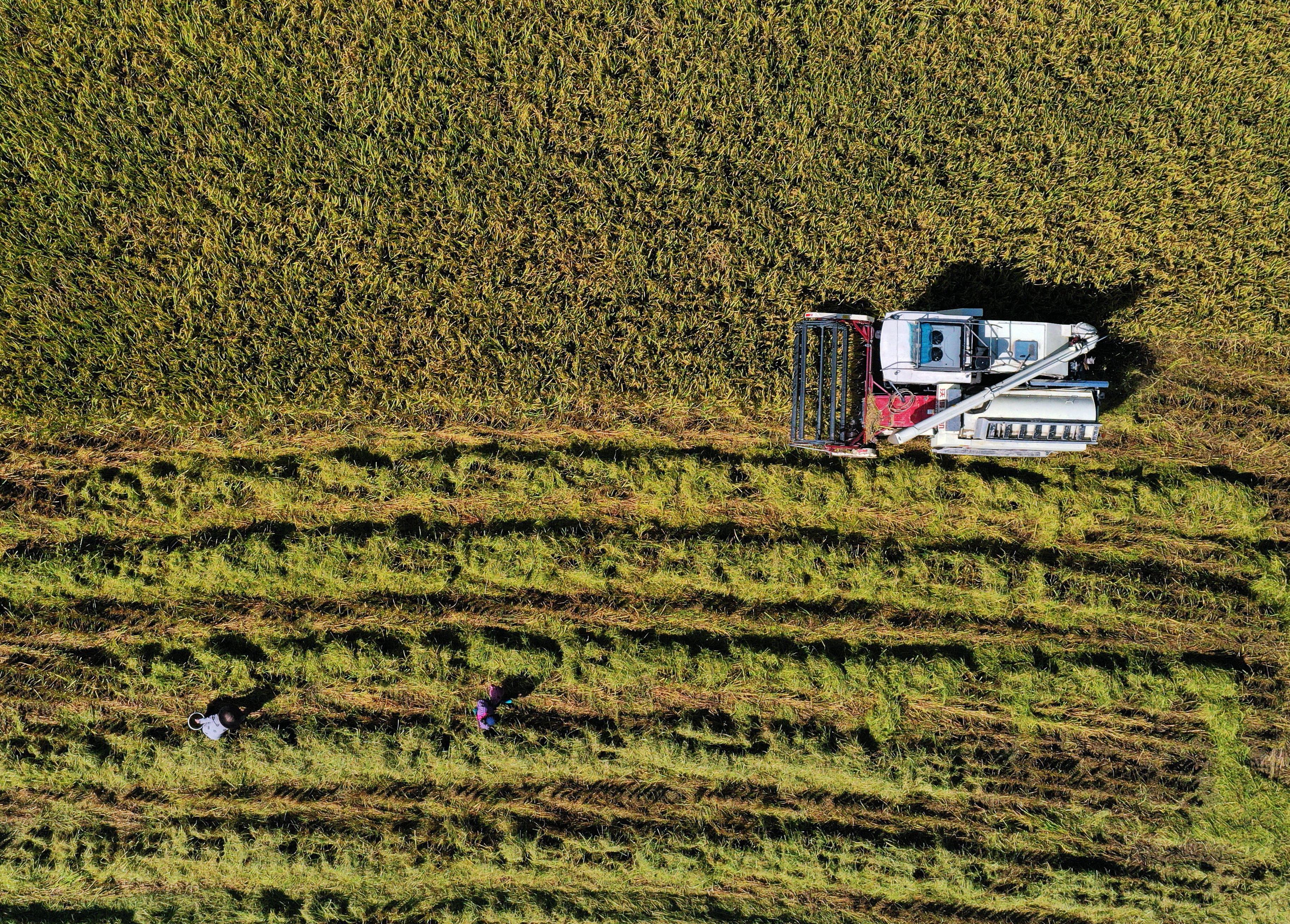 农民|晚稻收割忙