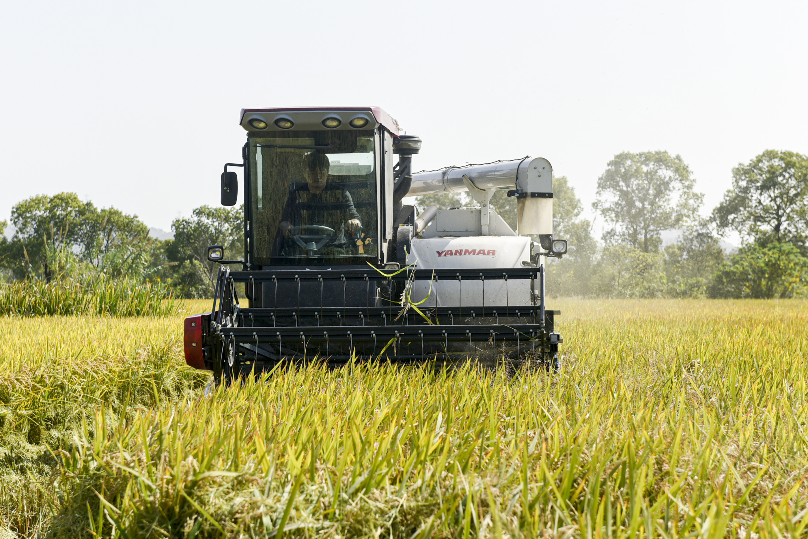 农民|晚稻收割忙