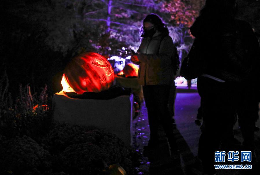 南瓜|美国芝加哥植物园举办南瓜灯展