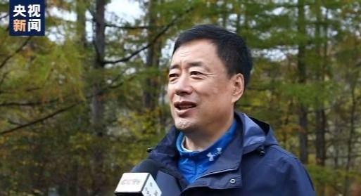 东北虎|小兴安岭首次找到东北虎吃熊的珍贵影像证据