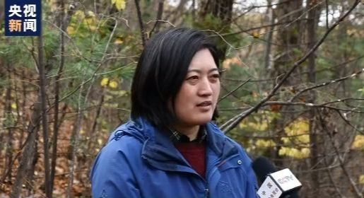 东北虎|小兴安岭首次找到东北虎吃熊的珍贵影像证据