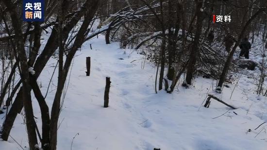 东北虎|小兴安岭首次找到东北虎吃熊的珍贵影像证据