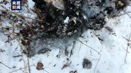 东北虎|小兴安岭首次找到东北虎吃熊的珍贵影像证据