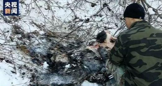 东北虎|小兴安岭首次找到东北虎吃熊的珍贵影像证据