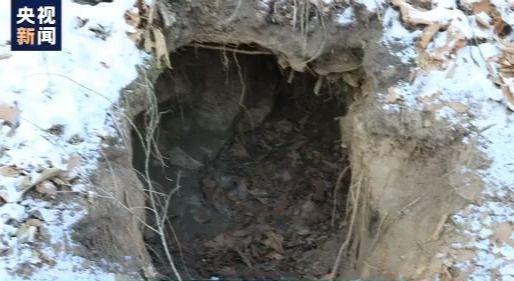 东北虎|小兴安岭首次找到东北虎吃熊的珍贵影像证据