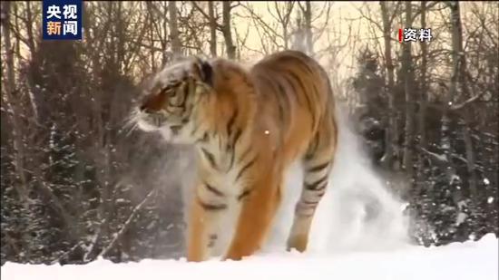 东北虎|小兴安岭首次找到东北虎吃熊的珍贵影像证据