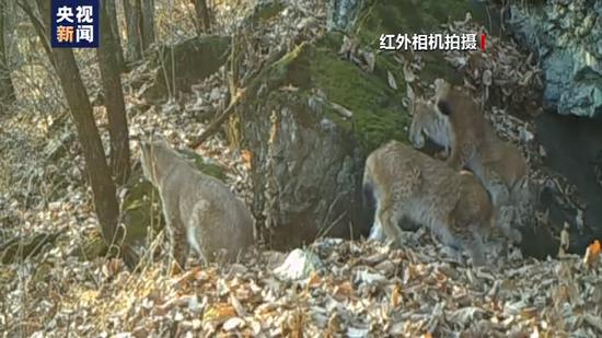 东北虎|小兴安岭首次找到东北虎吃熊的珍贵影像证据