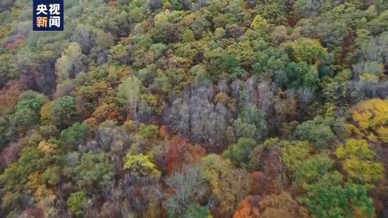 东北虎|小兴安岭首次找到东北虎吃熊的珍贵影像证据
