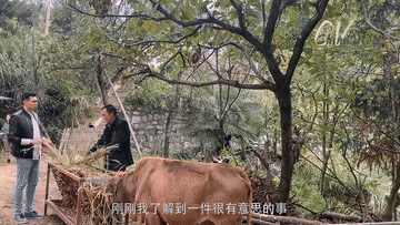 外国人眼中的中国|外国人眼中的小康|沙赫布兹大别山“放牛”记