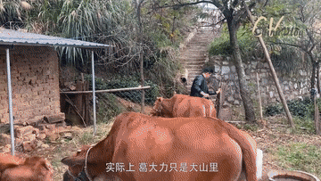 外国人眼中的中国|外国人眼中的小康|沙赫布兹大别山“放牛”记