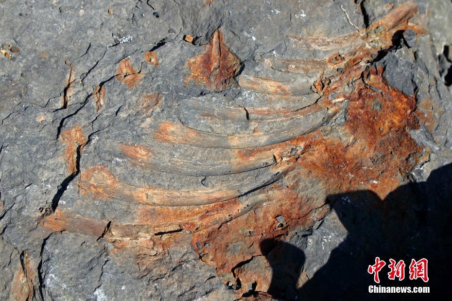鱼龙|俄罗斯考古学家发现鱼龙化石