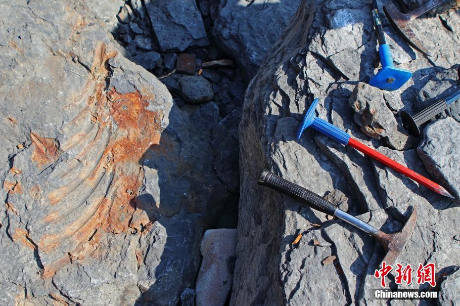 鱼龙|俄罗斯考古学家发现鱼龙化石