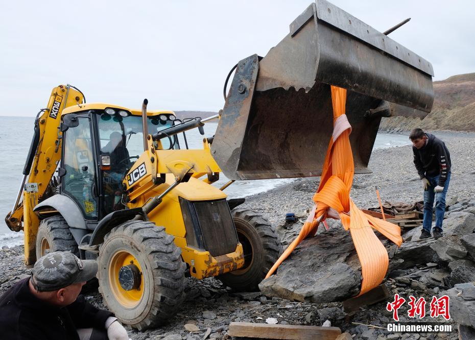 鱼龙|俄罗斯考古学家发现鱼龙化石