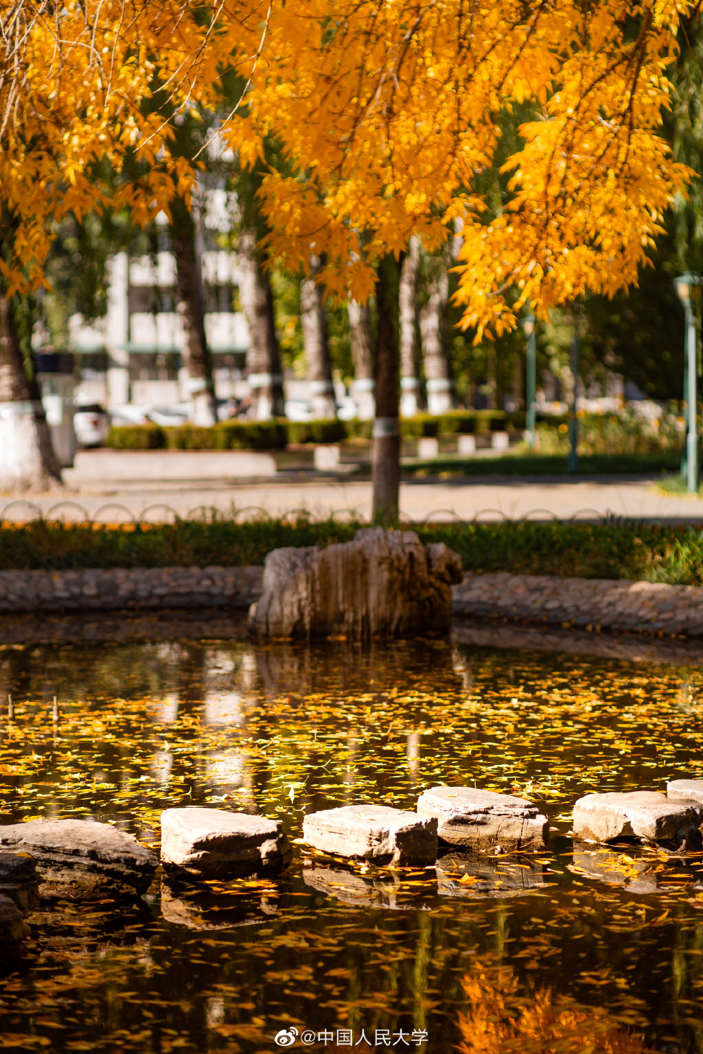 |高校秋景大赛 是否勾起你的校园回忆