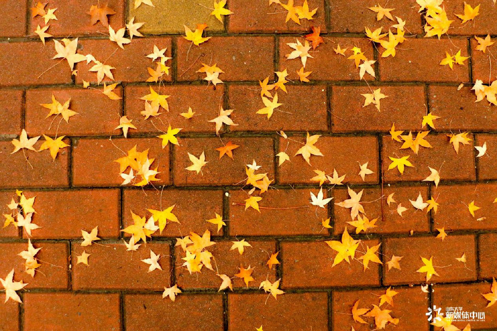 |高校秋景大赛 是否勾起你的校园回忆