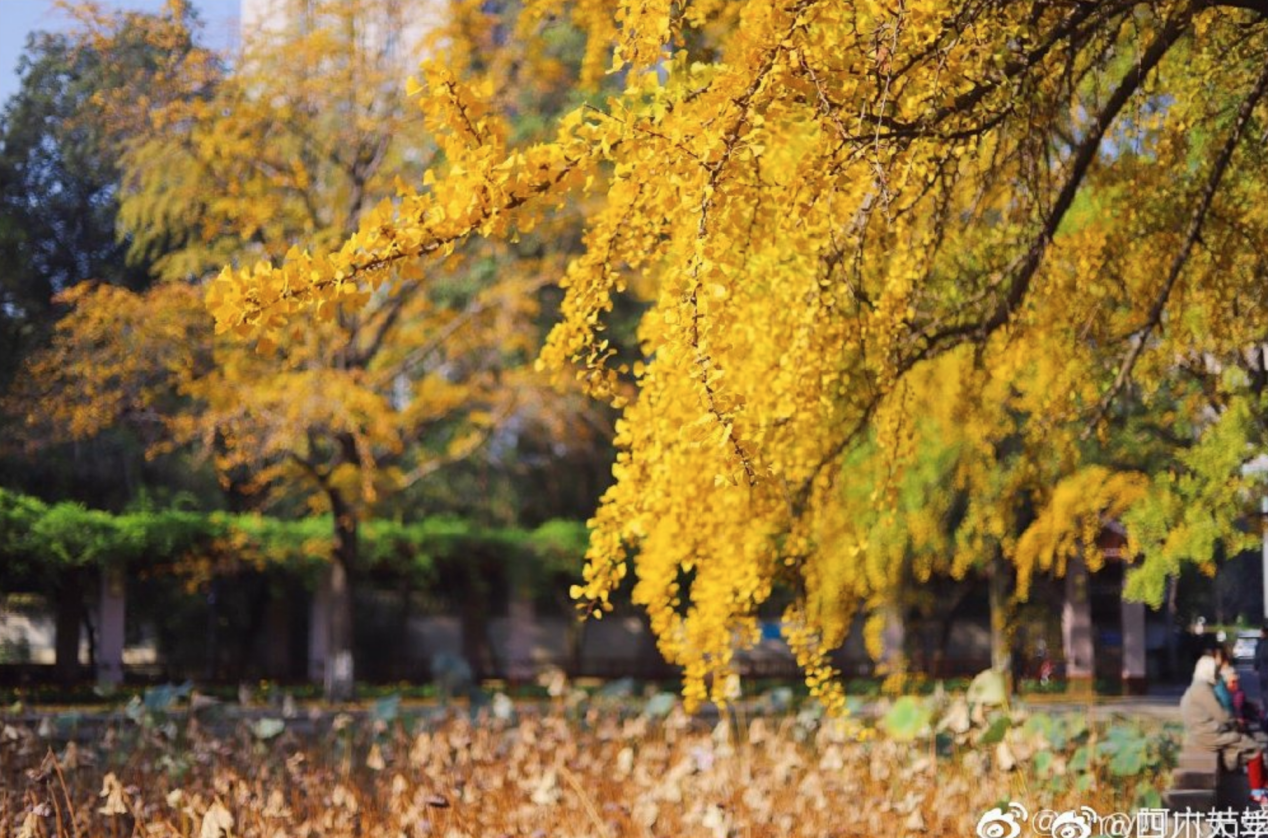 |高校秋景大赛 是否勾起你的校园回忆