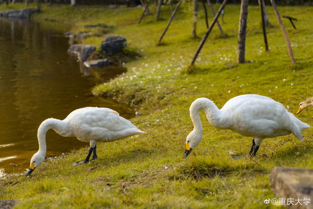 |高校秋景大赛 是否勾起你的校园回忆
