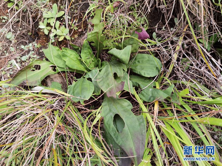 国际|二次青藏科考在我国境内发现印度獐牙菜