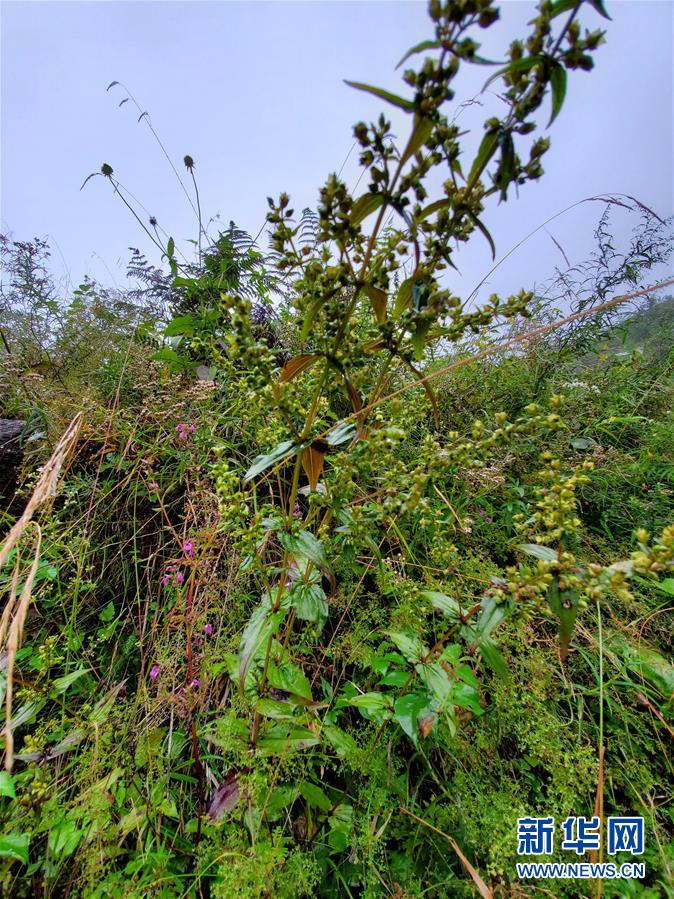 国际|二次青藏科考在我国境内发现印度獐牙菜