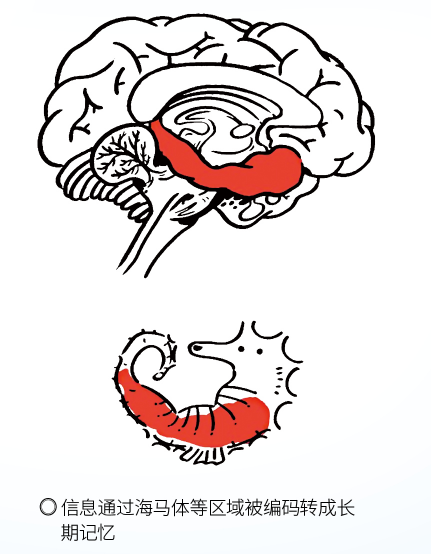 汤姆逊|马什么梅？为啥记忆有时候不靠谱？